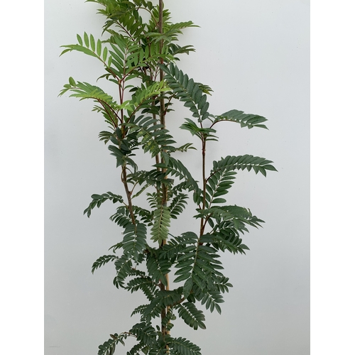36 - ONE SORBUS 'JOSEPH ROCK' ROWAN IN A 12 LTR POT. SMALL UPRIGHT COMPACT TREE WITH WELL COLOURED LEAVES... 