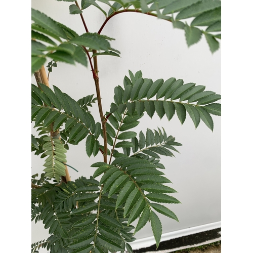 36 - ONE SORBUS 'JOSEPH ROCK' ROWAN IN A 12 LTR POT. SMALL UPRIGHT COMPACT TREE WITH WELL COLOURED LEAVES... 