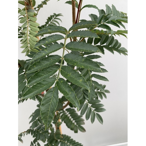 36 - ONE SORBUS 'JOSEPH ROCK' ROWAN IN A 12 LTR POT. SMALL UPRIGHT COMPACT TREE WITH WELL COLOURED LEAVES... 