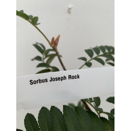 36 - ONE SORBUS 'JOSEPH ROCK' ROWAN IN A 12 LTR POT. SMALL UPRIGHT COMPACT TREE WITH WELL COLOURED LEAVES... 