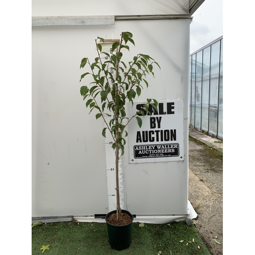 Lot 37        