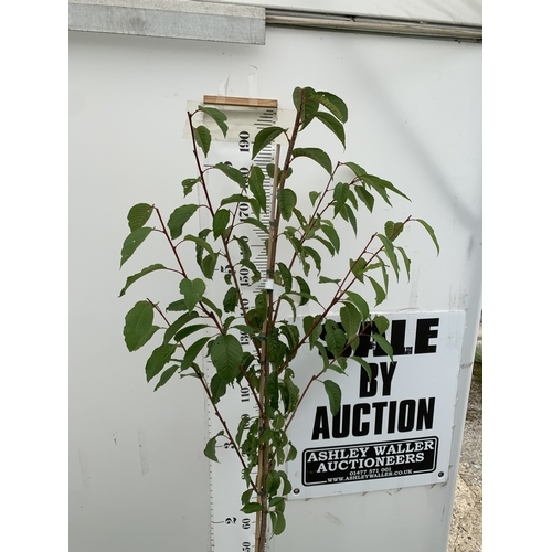 37 - ONE PRUNUS KANZAN JAPANESE FLOWERING CHERRY . HAS PURPLE/PINK FLOWERS IN APRIL. JUST OVER 2 METRES I... 