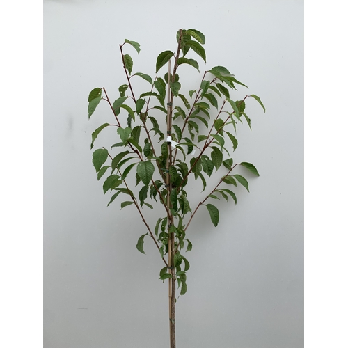 37 - ONE PRUNUS KANZAN JAPANESE FLOWERING CHERRY . HAS PURPLE/PINK FLOWERS IN APRIL. JUST OVER 2 METRES I... 