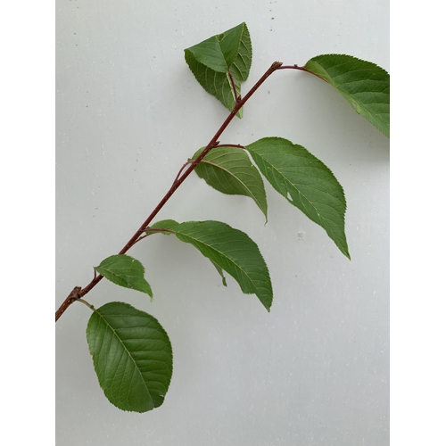 37 - ONE PRUNUS KANZAN JAPANESE FLOWERING CHERRY . HAS PURPLE/PINK FLOWERS IN APRIL. JUST OVER 2 METRES I... 
