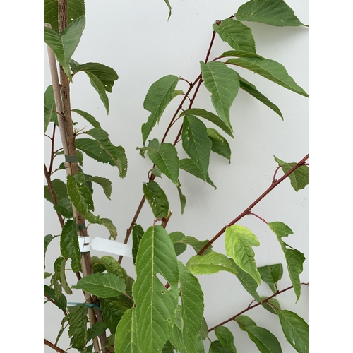 37 - ONE PRUNUS KANZAN JAPANESE FLOWERING CHERRY . HAS PURPLE/PINK FLOWERS IN APRIL. JUST OVER 2 METRES I... 