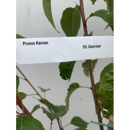 37 - ONE PRUNUS KANZAN JAPANESE FLOWERING CHERRY . HAS PURPLE/PINK FLOWERS IN APRIL. JUST OVER 2 METRES I... 