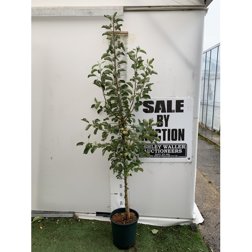 Lot 38        