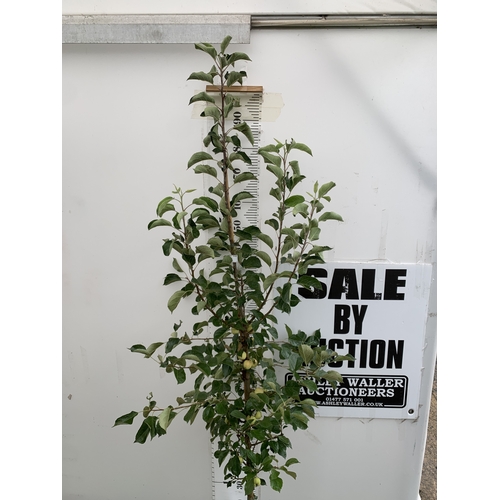 38 - ONE CRAB APPLE MALUS 'JELLY KING' APPROX 2.2 METRES TALL IN A 12 LTR POT. FULL OF LARGE ORANGE FRUIT... 