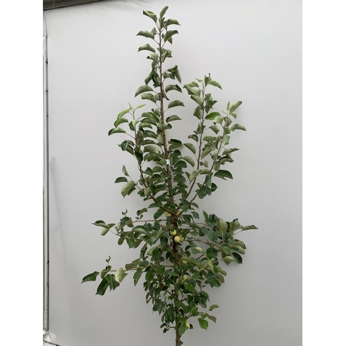 38 - ONE CRAB APPLE MALUS 'JELLY KING' APPROX 2.2 METRES TALL IN A 12 LTR POT. FULL OF LARGE ORANGE FRUIT... 