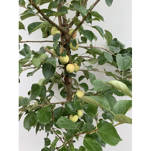 38 - ONE CRAB APPLE MALUS 'JELLY KING' APPROX 2.2 METRES TALL IN A 12 LTR POT. FULL OF LARGE ORANGE FRUIT... 