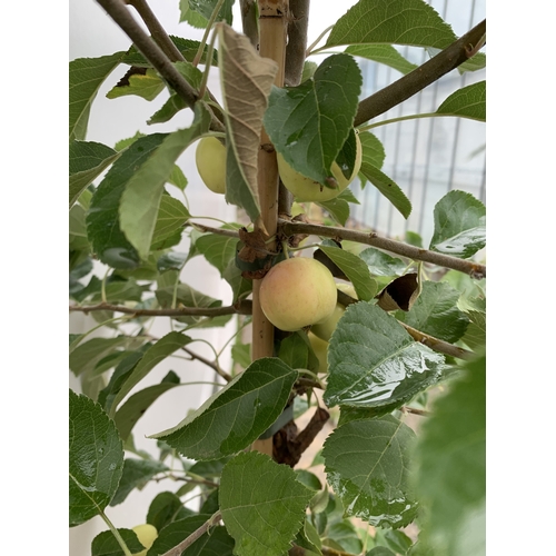 38 - ONE CRAB APPLE MALUS 'JELLY KING' APPROX 2.2 METRES TALL IN A 12 LTR POT. FULL OF LARGE ORANGE FRUIT... 