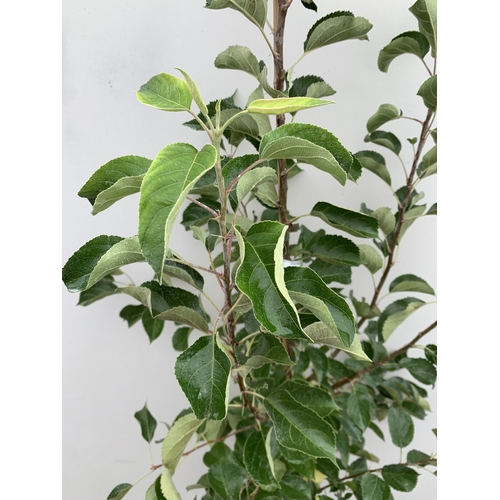 38 - ONE CRAB APPLE MALUS 'JELLY KING' APPROX 2.2 METRES TALL IN A 12 LTR POT. FULL OF LARGE ORANGE FRUIT... 