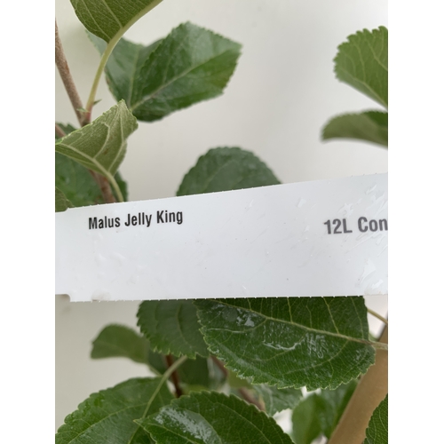 38 - ONE CRAB APPLE MALUS 'JELLY KING' APPROX 2.2 METRES TALL IN A 12 LTR POT. FULL OF LARGE ORANGE FRUIT... 