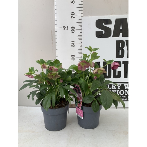 1 - TWO HELLEBORES 'HELLO PINK' IN FLOWER IN 2 LTR POTS. APPROX 40-50CM TALL, TO BE SOLD FOR THE TWO