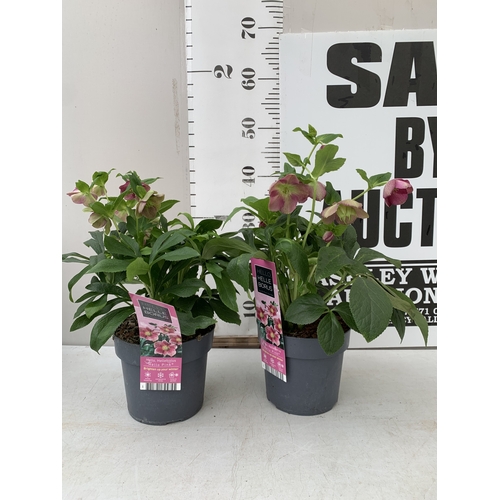 1 - TWO HELLEBORES 'HELLO PINK' IN FLOWER IN 2 LTR POTS. APPROX 40-50CM TALL, TO BE SOLD FOR THE TWO