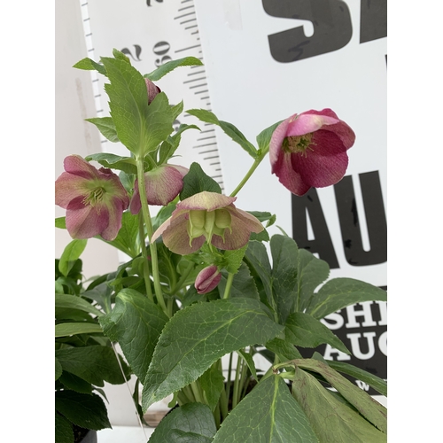 1 - TWO HELLEBORES 'HELLO PINK' IN FLOWER IN 2 LTR POTS. APPROX 40-50CM TALL, TO BE SOLD FOR THE TWO