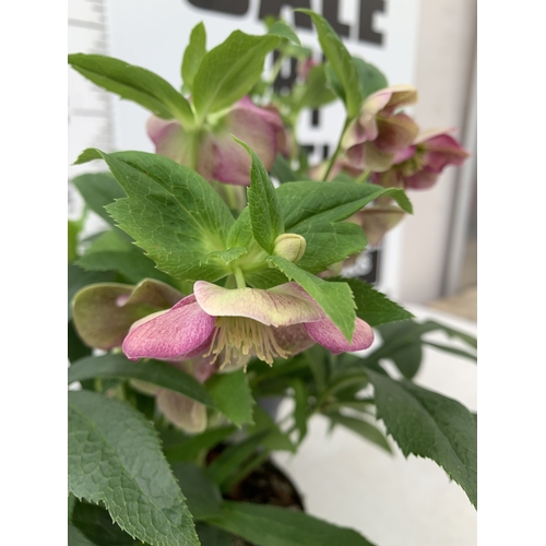1 - TWO HELLEBORES 'HELLO PINK' IN FLOWER IN 2 LTR POTS. APPROX 40-50CM TALL, TO BE SOLD FOR THE TWO