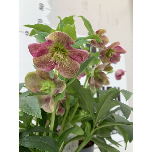 1 - TWO HELLEBORES 'HELLO PINK' IN FLOWER IN 2 LTR POTS. APPROX 40-50CM TALL, TO BE SOLD FOR THE TWO