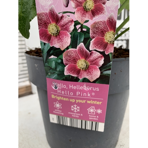 1 - TWO HELLEBORES 'HELLO PINK' IN FLOWER IN 2 LTR POTS. APPROX 40-50CM TALL, TO BE SOLD FOR THE TWO