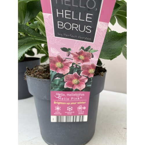 1 - TWO HELLEBORES 'HELLO PINK' IN FLOWER IN 2 LTR POTS. APPROX 40-50CM TALL, TO BE SOLD FOR THE TWO
