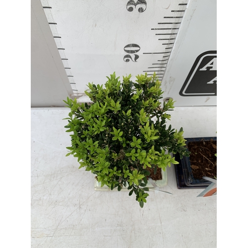 2 - TWO INDOOR BONSAI TREES - ONE BUXUS BOX TREE AND ONE FIG FICUS TREE WITH CERAMIC POT AND DRIP TRAY. ... 