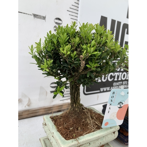 2 - TWO INDOOR BONSAI TREES - ONE BUXUS BOX TREE AND ONE FIG FICUS TREE WITH CERAMIC POT AND DRIP TRAY. ... 