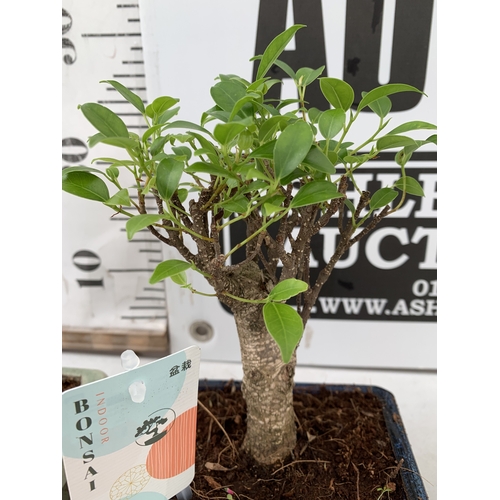 2 - TWO INDOOR BONSAI TREES - ONE BUXUS BOX TREE AND ONE FIG FICUS TREE WITH CERAMIC POT AND DRIP TRAY. ... 