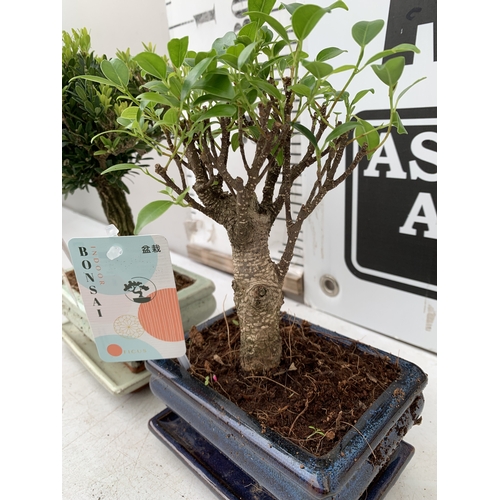2 - TWO INDOOR BONSAI TREES - ONE BUXUS BOX TREE AND ONE FIG FICUS TREE WITH CERAMIC POT AND DRIP TRAY. ... 
