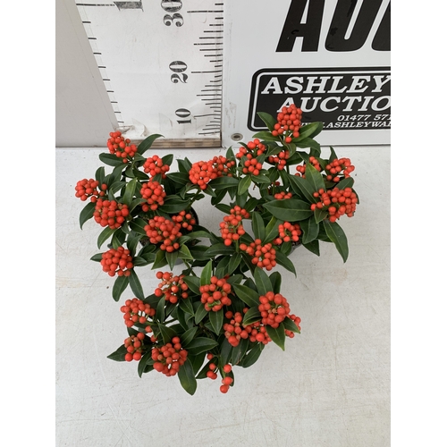 3 - THREE SKIMMIA JAPONICA CLEOPATRA COVERED WITH BERRIES IN P10.5CM POTS. TO BE SOLD FOR THE THREE
