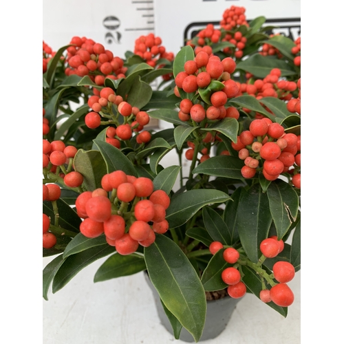 3 - THREE SKIMMIA JAPONICA CLEOPATRA COVERED WITH BERRIES IN P10.5CM POTS. TO BE SOLD FOR THE THREE