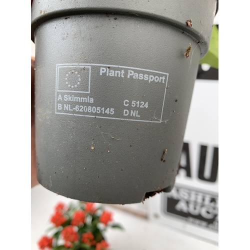 3 - THREE SKIMMIA JAPONICA CLEOPATRA COVERED WITH BERRIES IN P10.5CM POTS. TO BE SOLD FOR THE THREE