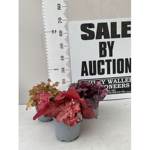 Lot 5         