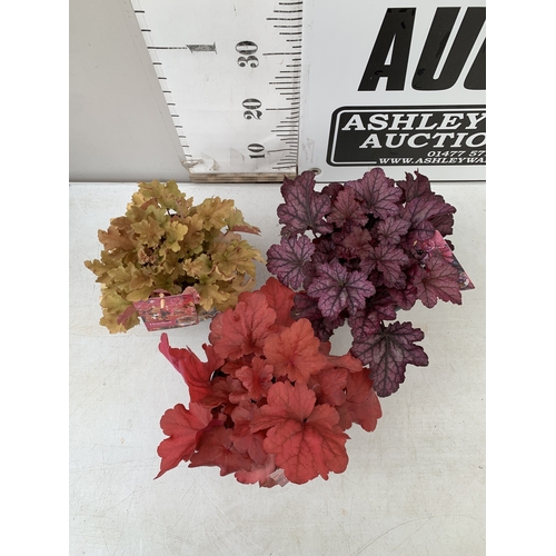 5 - THREE VARIETIES OF HEUCHERA - ONE MARMALADE, ONE FOREVER RED AND ONE SEASONS KING. ALL IN 2 LTR POTS... 