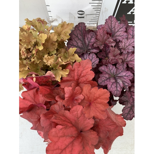 5 - THREE VARIETIES OF HEUCHERA - ONE MARMALADE, ONE FOREVER RED AND ONE SEASONS KING. ALL IN 2 LTR POTS... 