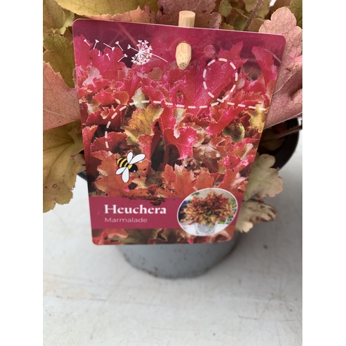 5 - THREE VARIETIES OF HEUCHERA - ONE MARMALADE, ONE FOREVER RED AND ONE SEASONS KING. ALL IN 2 LTR POTS... 