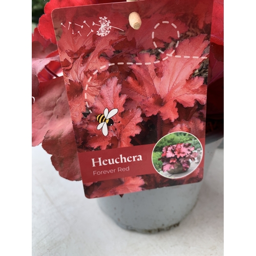 5 - THREE VARIETIES OF HEUCHERA - ONE MARMALADE, ONE FOREVER RED AND ONE SEASONS KING. ALL IN 2 LTR POTS... 