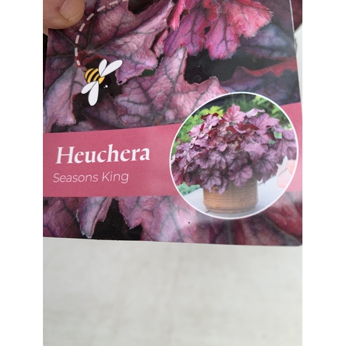 5 - THREE VARIETIES OF HEUCHERA - ONE MARMALADE, ONE FOREVER RED AND ONE SEASONS KING. ALL IN 2 LTR POTS... 