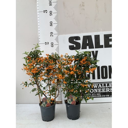 Lot 7         
