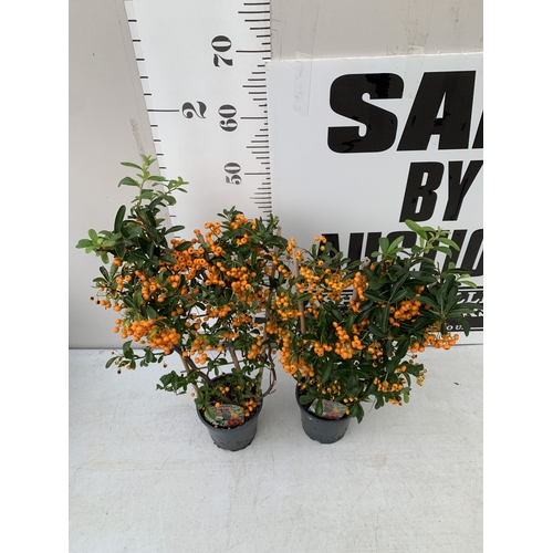 7 - TWO ORANGE PYRACANTHAS ON A TRELLIS FRAME PATIO READY IN A 1.5 LTR POT. APPROX 50-60CM TALL, TO BE S... 