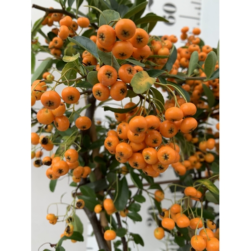7 - TWO ORANGE PYRACANTHAS ON A TRELLIS FRAME PATIO READY IN A 1.5 LTR POT. APPROX 50-60CM TALL, TO BE S... 