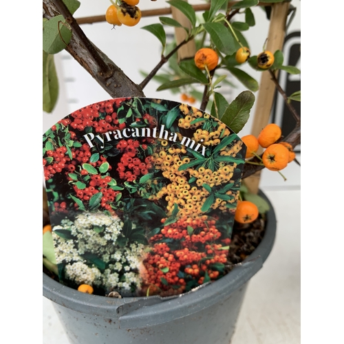 7 - TWO ORANGE PYRACANTHAS ON A TRELLIS FRAME PATIO READY IN A 1.5 LTR POT. APPROX 50-60CM TALL, TO BE S... 