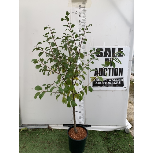 42 - ONE DAMSON 'MERRYWEATHER' APPROX 180CM TALL, IN A 1 2 LTR POT. THIS DAMSON HAS UNUSUALLY LARGE FRUIT... 