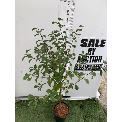 42 - ONE DAMSON 'MERRYWEATHER' APPROX 180CM TALL, IN A 1 2 LTR POT. THIS DAMSON HAS UNUSUALLY LARGE FRUIT... 