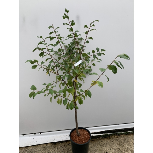 42 - ONE DAMSON 'MERRYWEATHER' APPROX 180CM TALL, IN A 1 2 LTR POT. THIS DAMSON HAS UNUSUALLY LARGE FRUIT... 