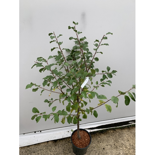 42 - ONE DAMSON 'MERRYWEATHER' APPROX 180CM TALL, IN A 1 2 LTR POT. THIS DAMSON HAS UNUSUALLY LARGE FRUIT... 