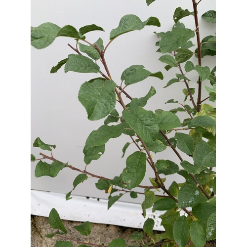 42 - ONE DAMSON 'MERRYWEATHER' APPROX 180CM TALL, IN A 1 2 LTR POT. THIS DAMSON HAS UNUSUALLY LARGE FRUIT... 