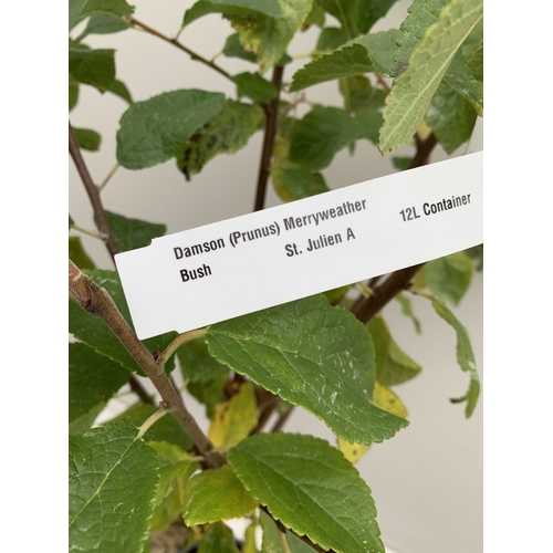 42 - ONE DAMSON 'MERRYWEATHER' APPROX 180CM TALL, IN A 1 2 LTR POT. THIS DAMSON HAS UNUSUALLY LARGE FRUIT... 