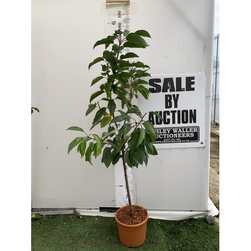 Lot 52        