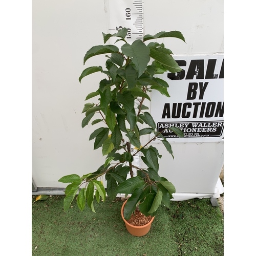 52 - ONE CHERRY PRUNUS 'STELLA' TREE APPROX 160CM TALL. IN A 11.5 LTR POT, STELLA PRODUCES LARGE DARK RED... 