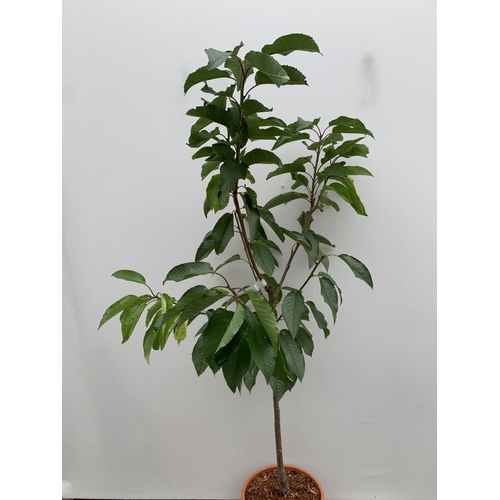 52 - ONE CHERRY PRUNUS 'STELLA' TREE APPROX 160CM TALL. IN A 11.5 LTR POT, STELLA PRODUCES LARGE DARK RED... 